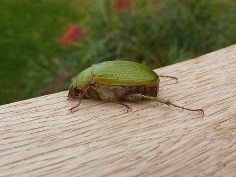 Image of Christmas Beetles