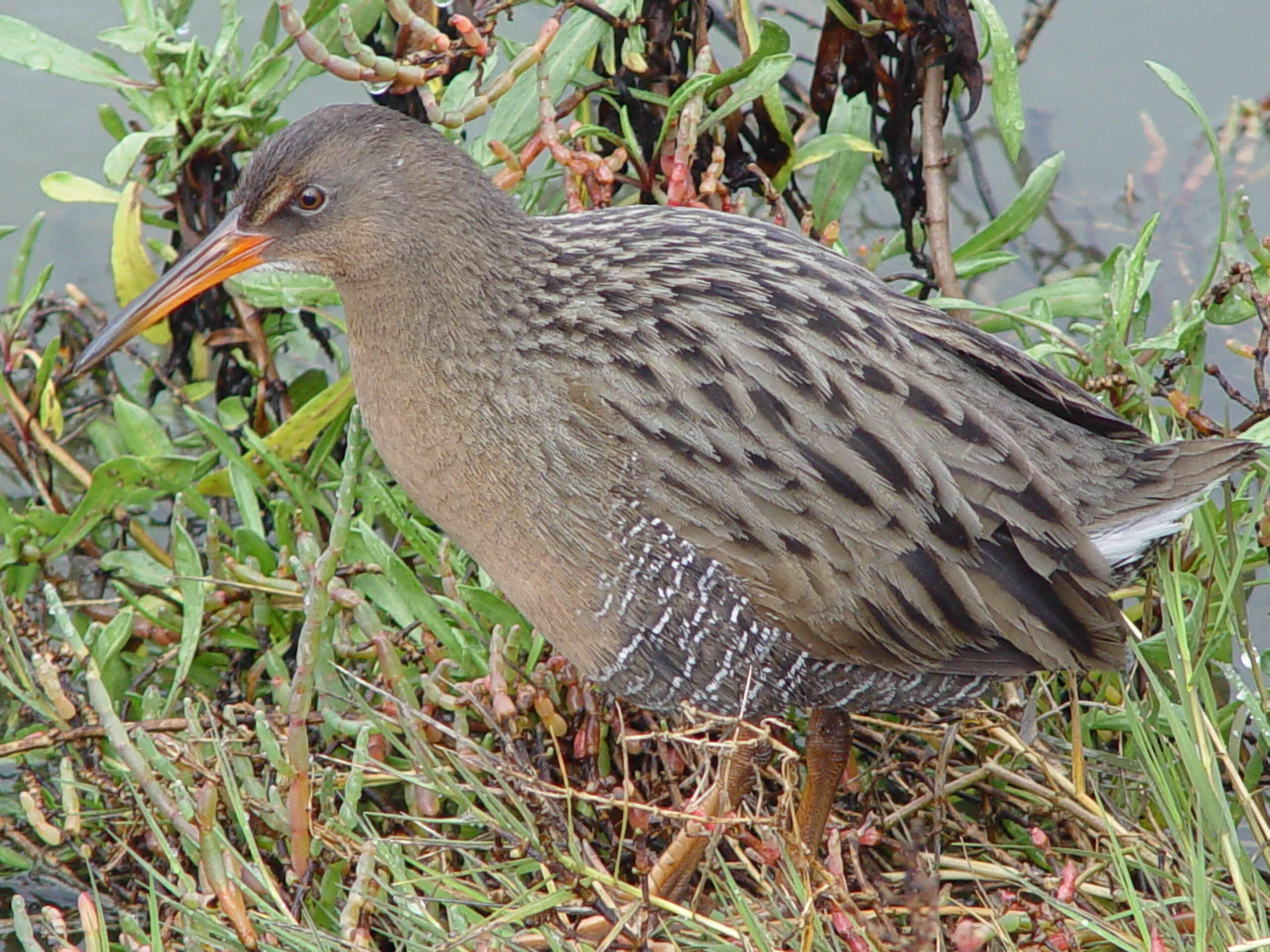 Image of Mangrove Rail