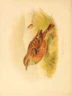 Image of Accentor
