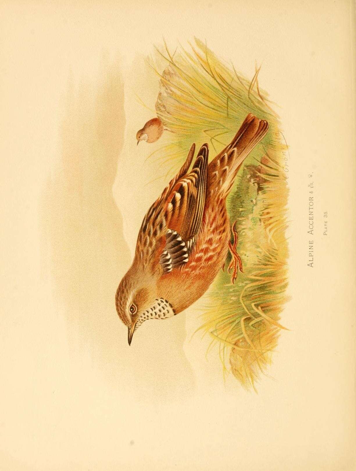 Image of accentors