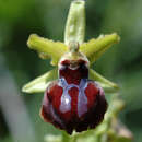 Image de Ophrys sphegodes subsp. passionis (Sennen) Sanz & Nuet