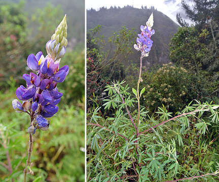 Plancia ëd Lupinus ramosissimus Benth.