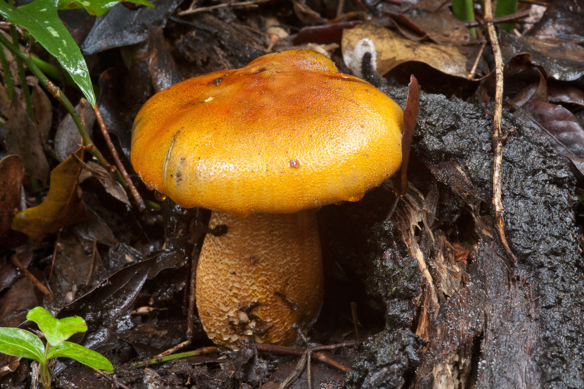 Image de Tricholoma aurantium (Schaeff.) Ricken 1914