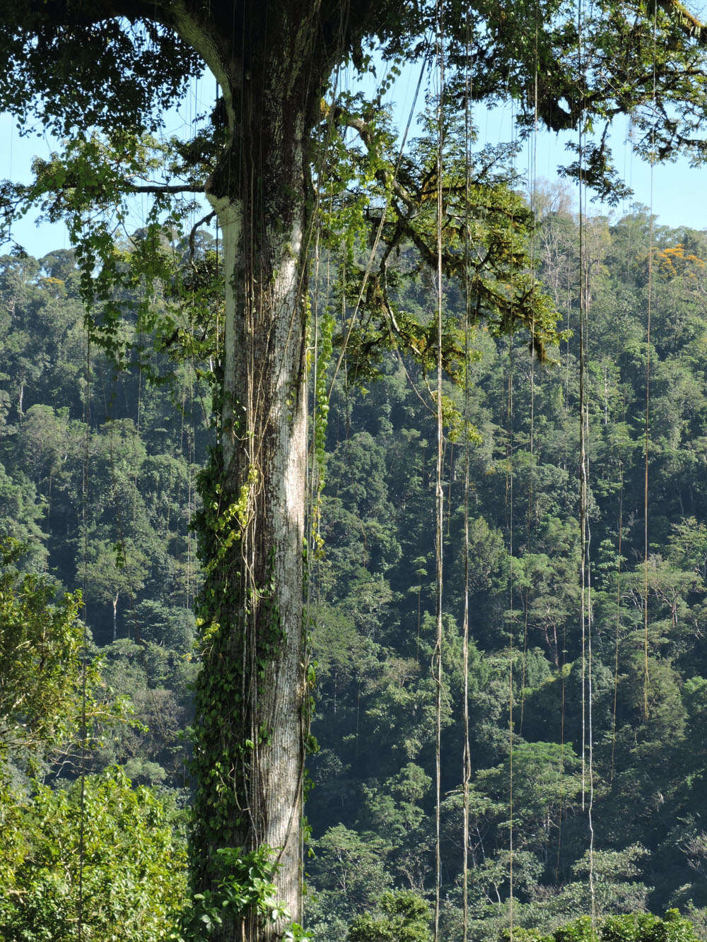 Image of ceiba