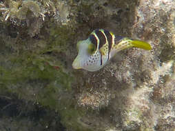 Image of Canthigaster