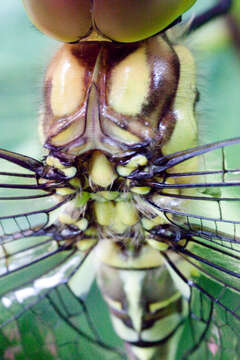 Image of Blue Hawker