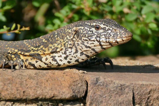 Image of Lace Monitor