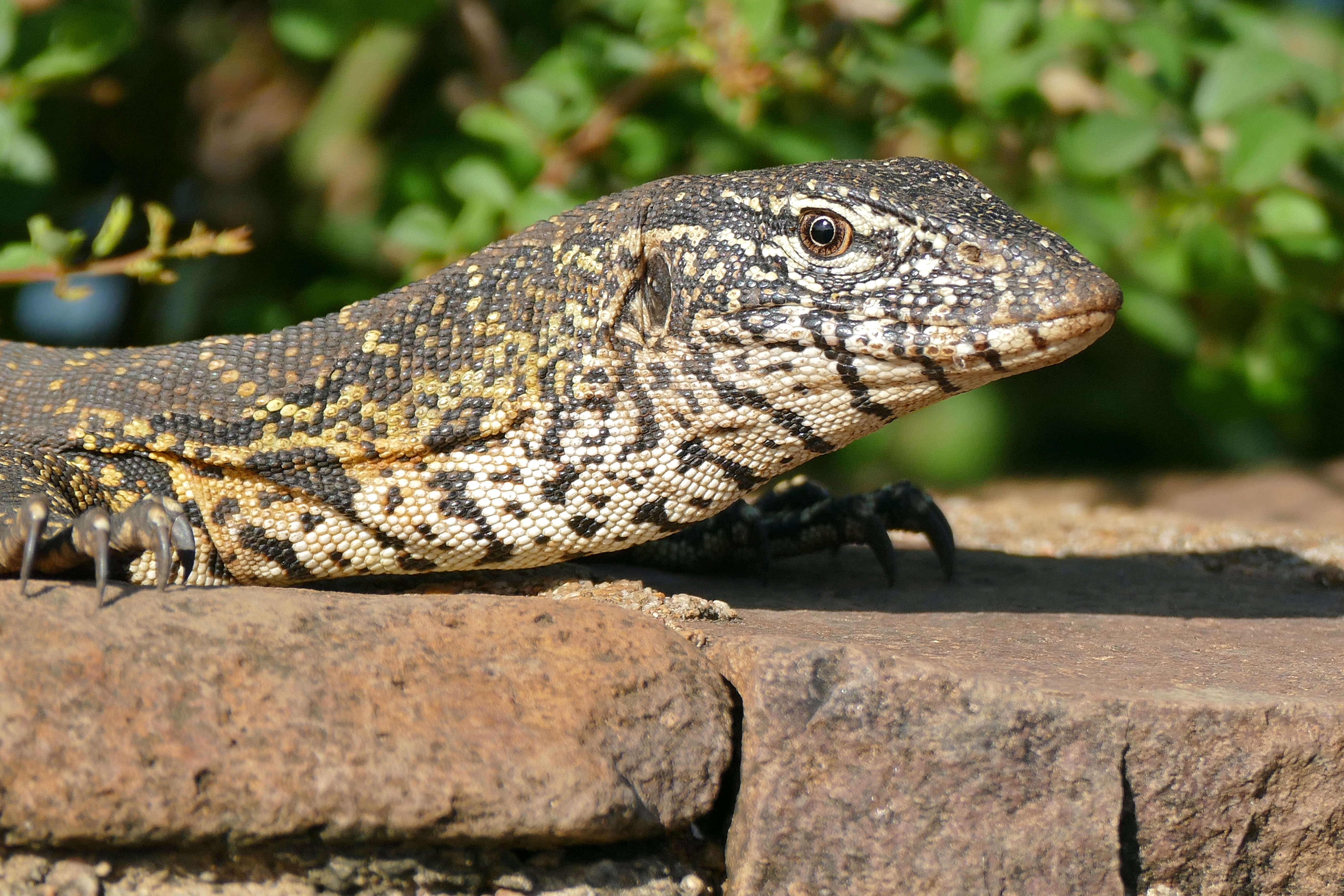 Image of monitor lizards