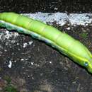 Image of Daphnis hypothous (Cramer 1780)