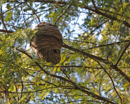 Image of bald cypress