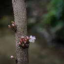 Image of Heteroblemma alternifolium (Blume) Cámara-Leret, Ridd.-Num. & Veldkamp