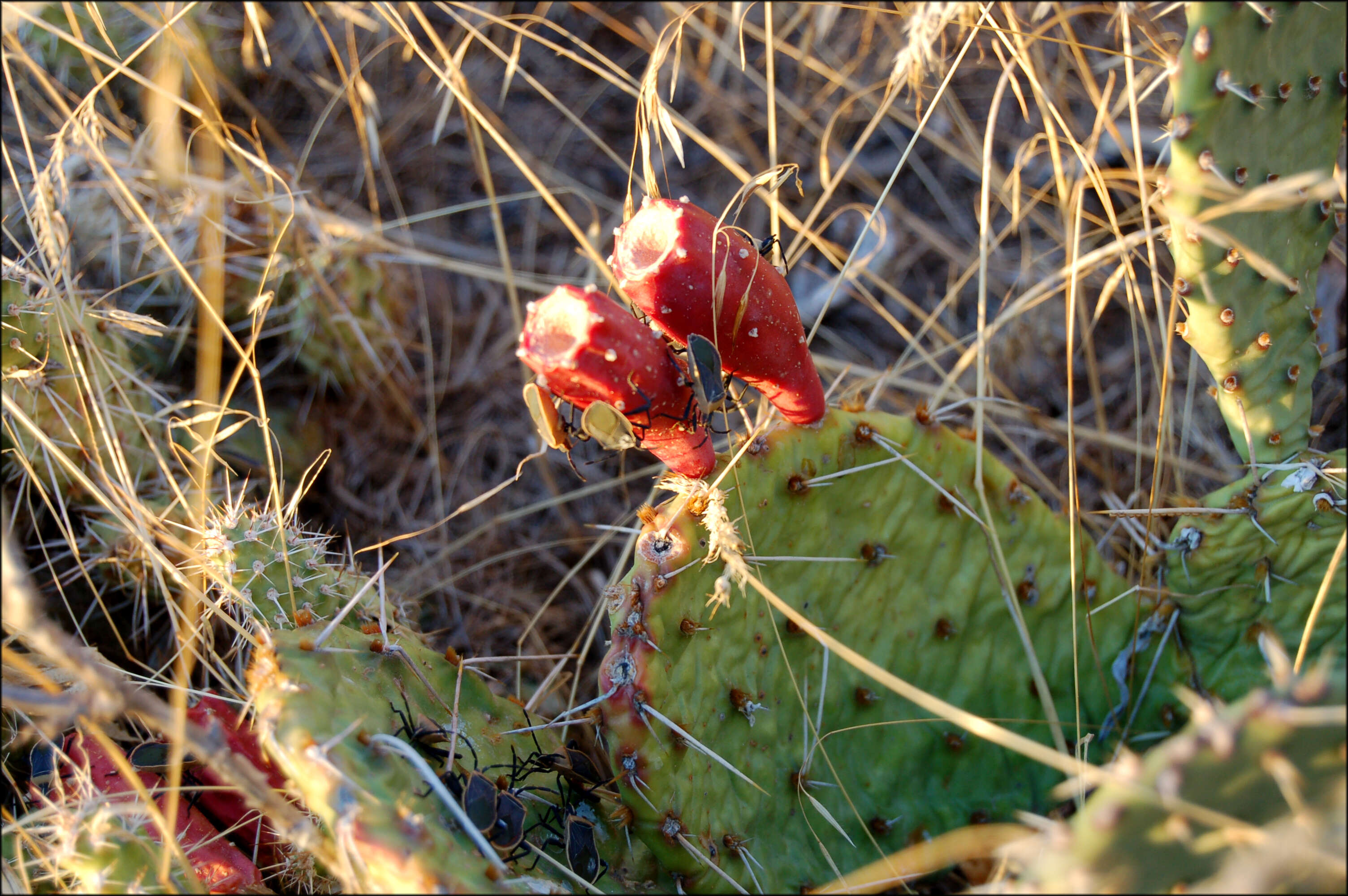 Image of Chelinidea