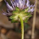 Image of Jasione crispa subsp. crispa