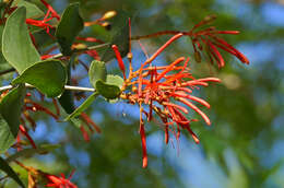 Image of Psittacanthus calyculatus (DC.) G. Don