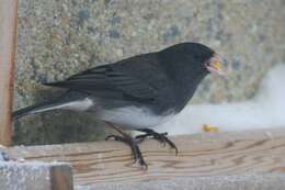 Image of juncos