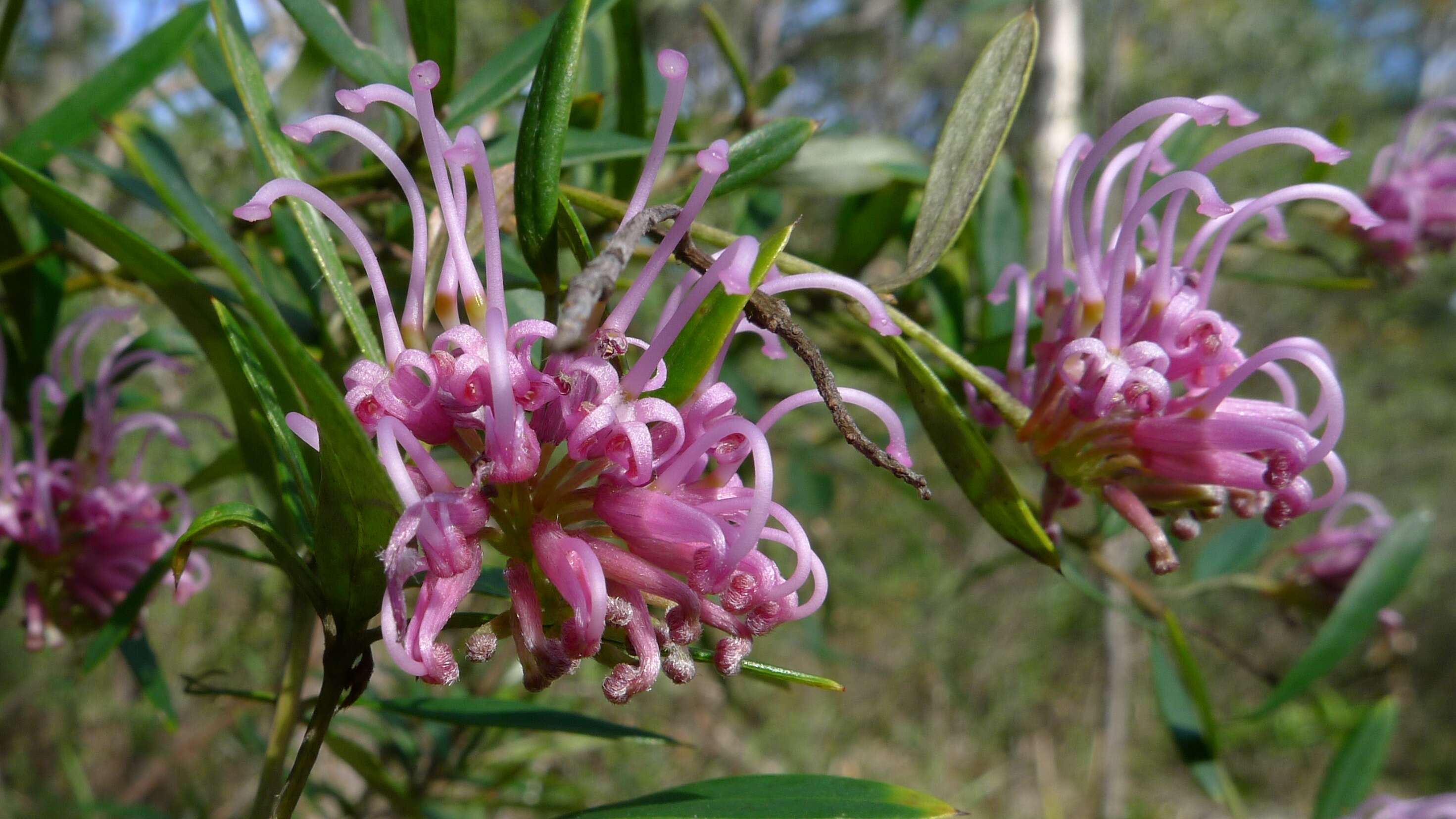 Image of Grevillea sericea (Sm.) R. Br.