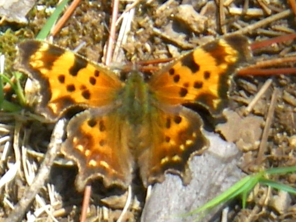 Слика од Polygonia satyrus Edwards