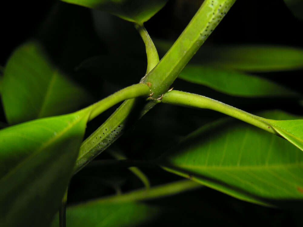 Image of Vochysia guatemalensis J. D. Smith