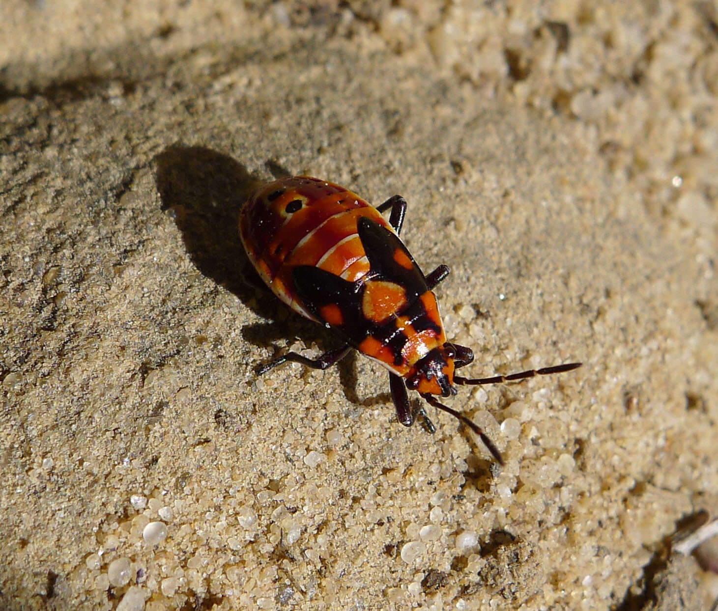 Image of Spilostethus pandurus Scopoli 1763