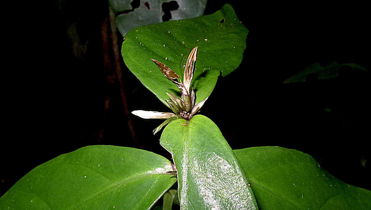 Herpetacanthus resmi