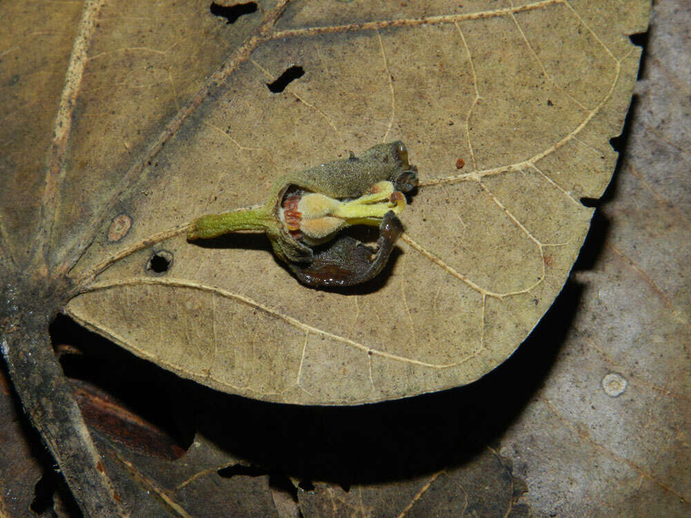 Imagem de Pterygota excelsa (Standl. & L. O. Williams) Kosterm.