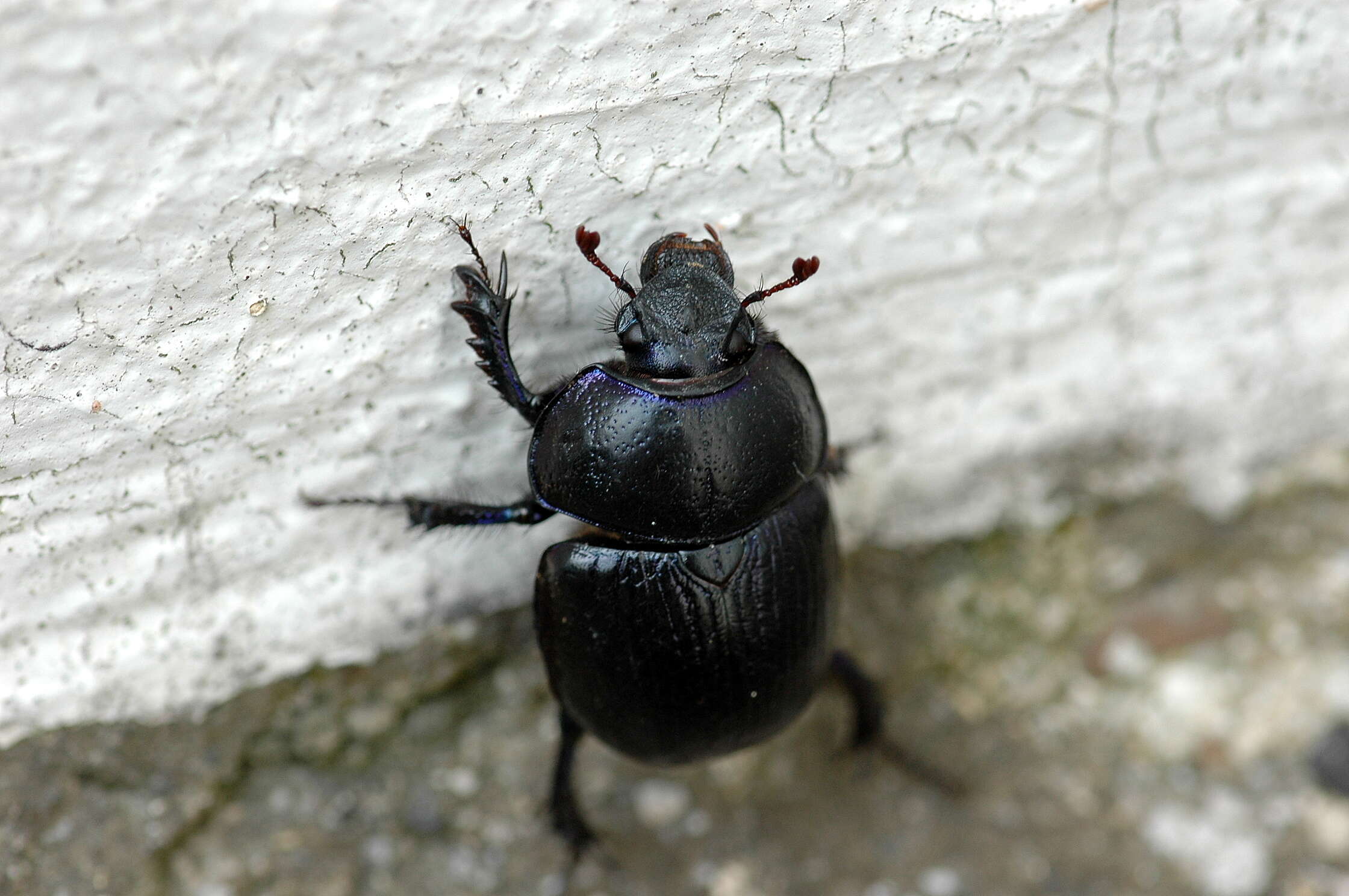 Image of Geotrupes
