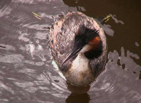 Image of Podiceps cristatus cristatus (Linnaeus 1758)