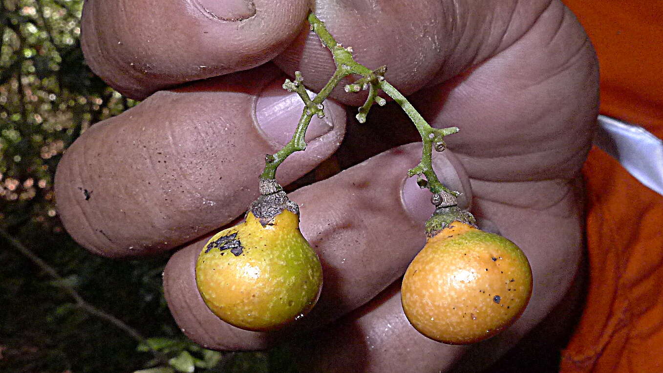 Plancia ëd Cordia acutifolia Fresen.