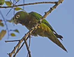 Image of Aratinga nana