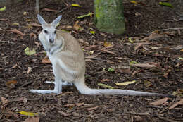 Black-flanked Rock-wallaby (Mammals of South Australia) · iNaturalist