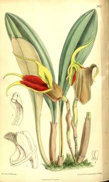 Image of masdevallia