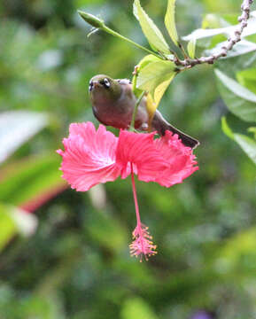 Image of Silvereye