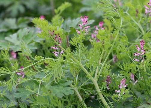 Image of Fumitory