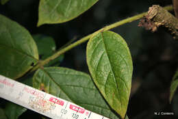 Image of Parasol tree