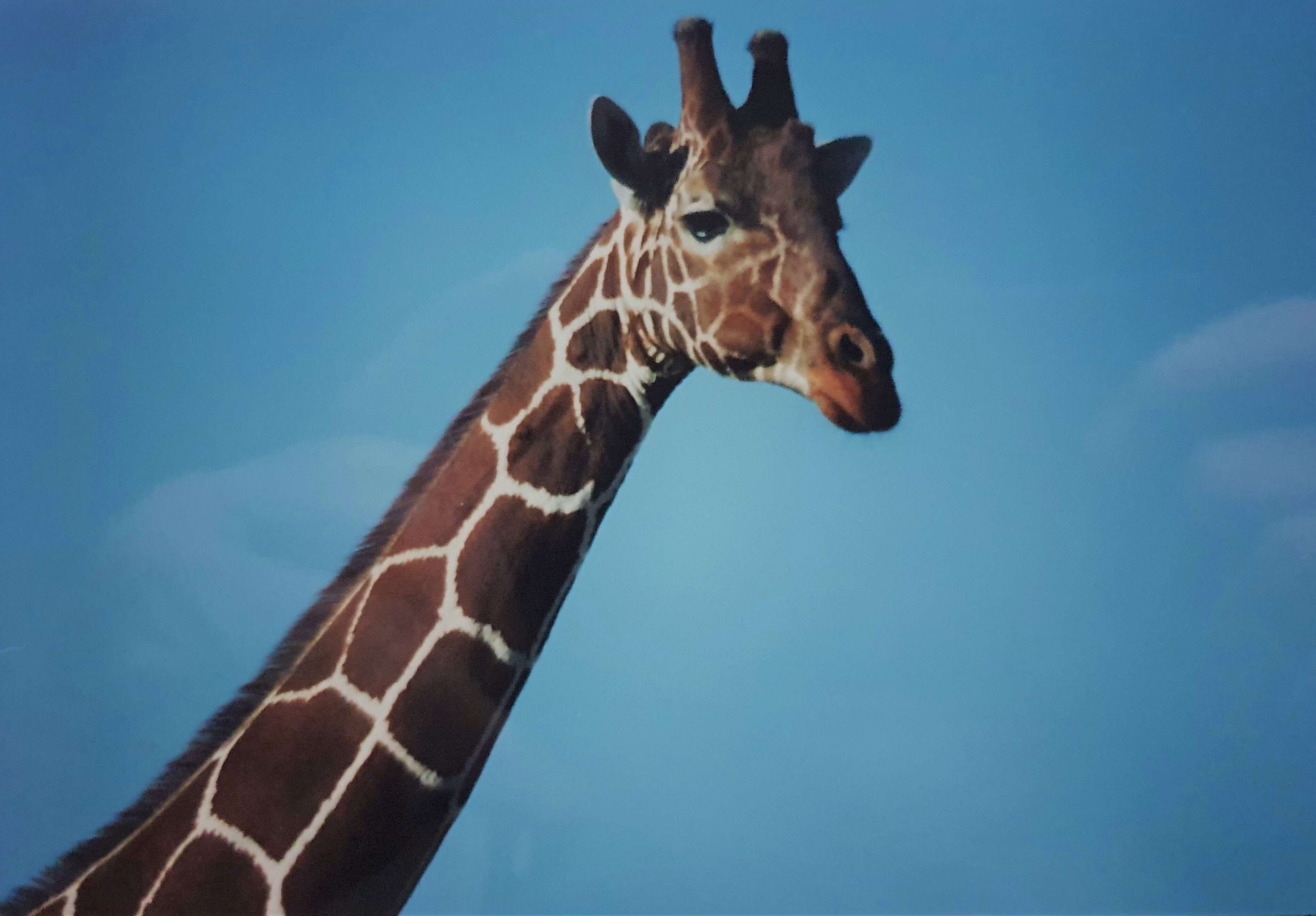 Image of reticulated giraffe