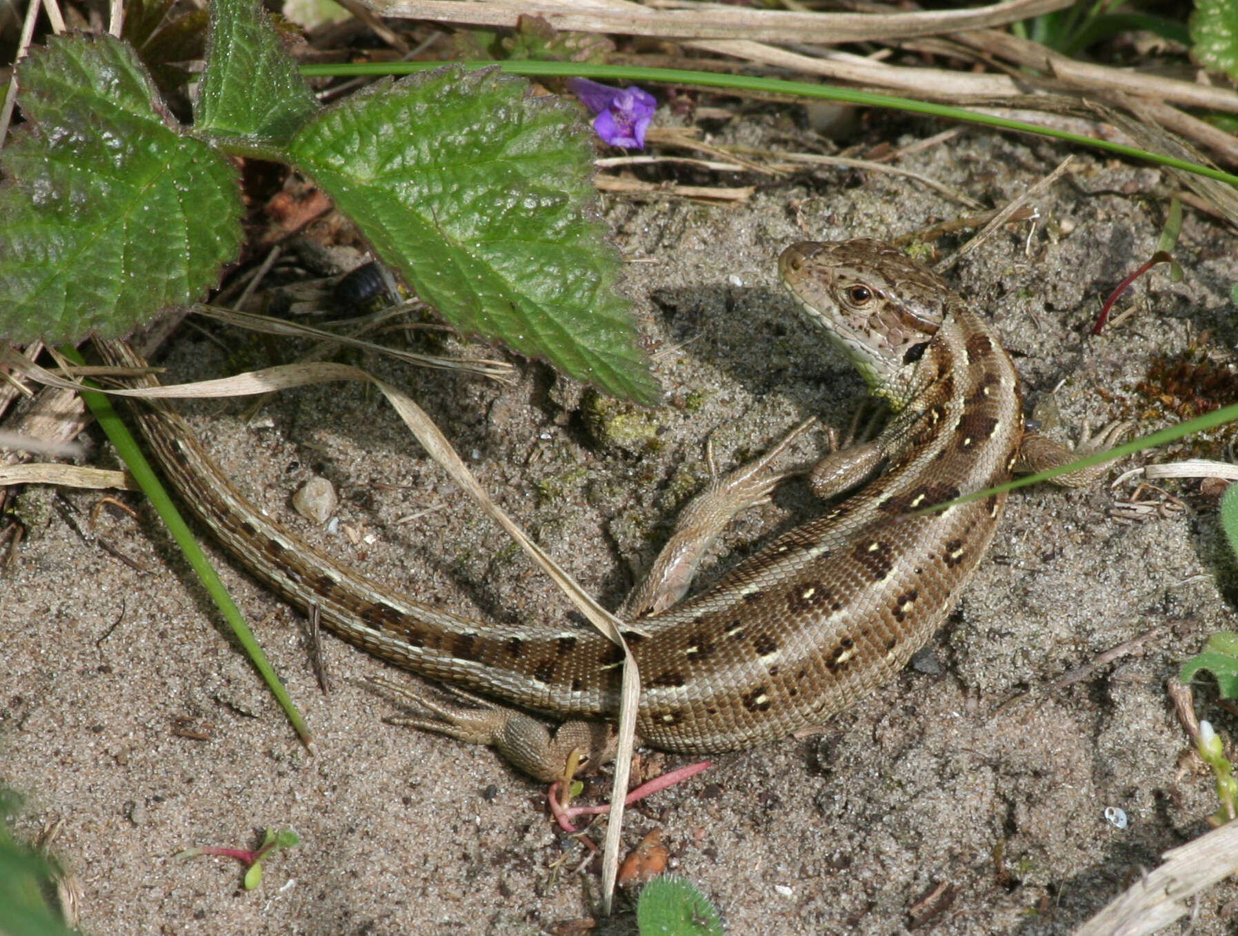 Image of Two-faced Neusticurus