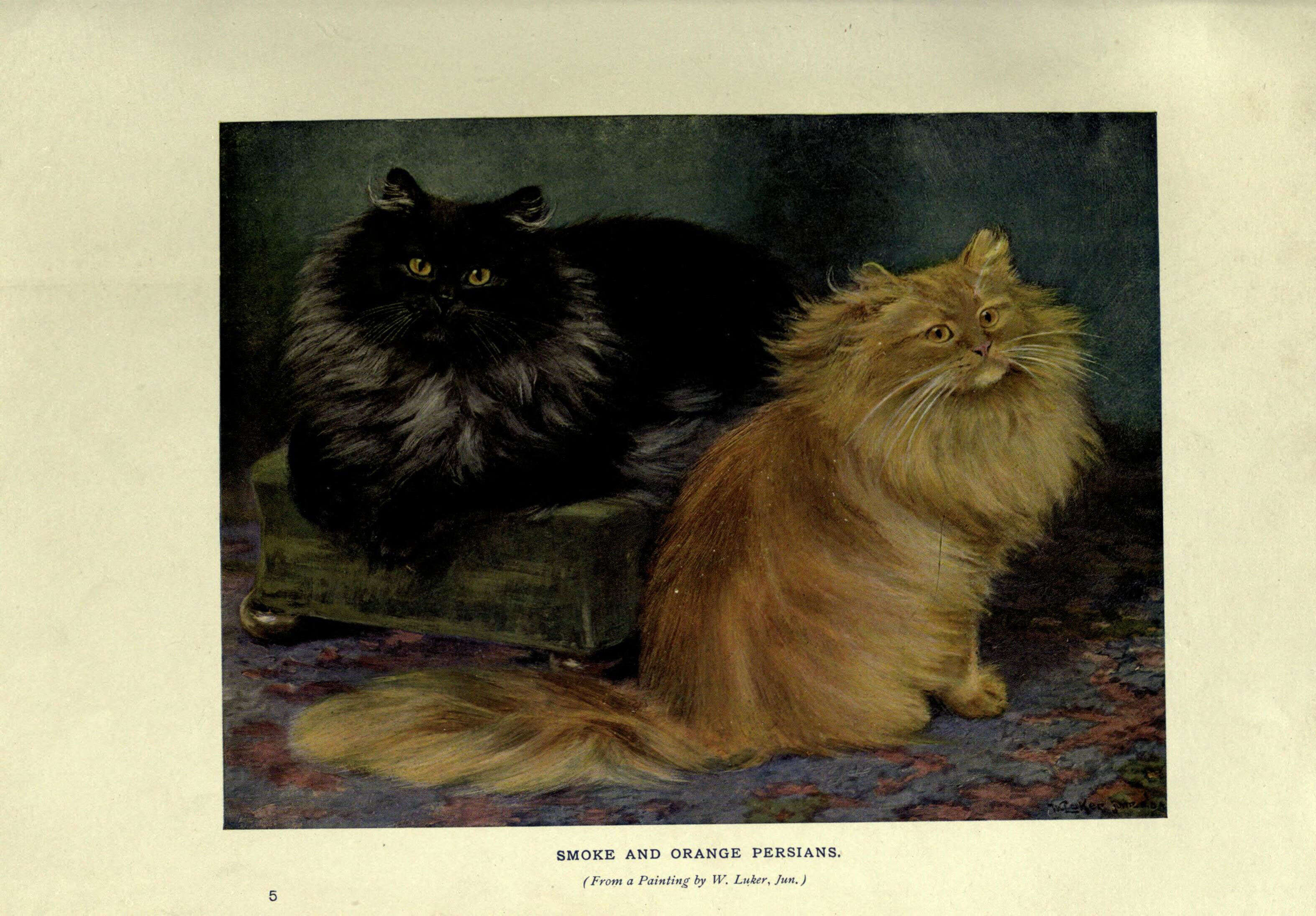 Image of Small Cats