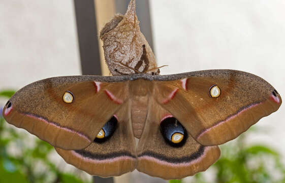 Image of Antheraea subgen. Telea Hübner (1819)