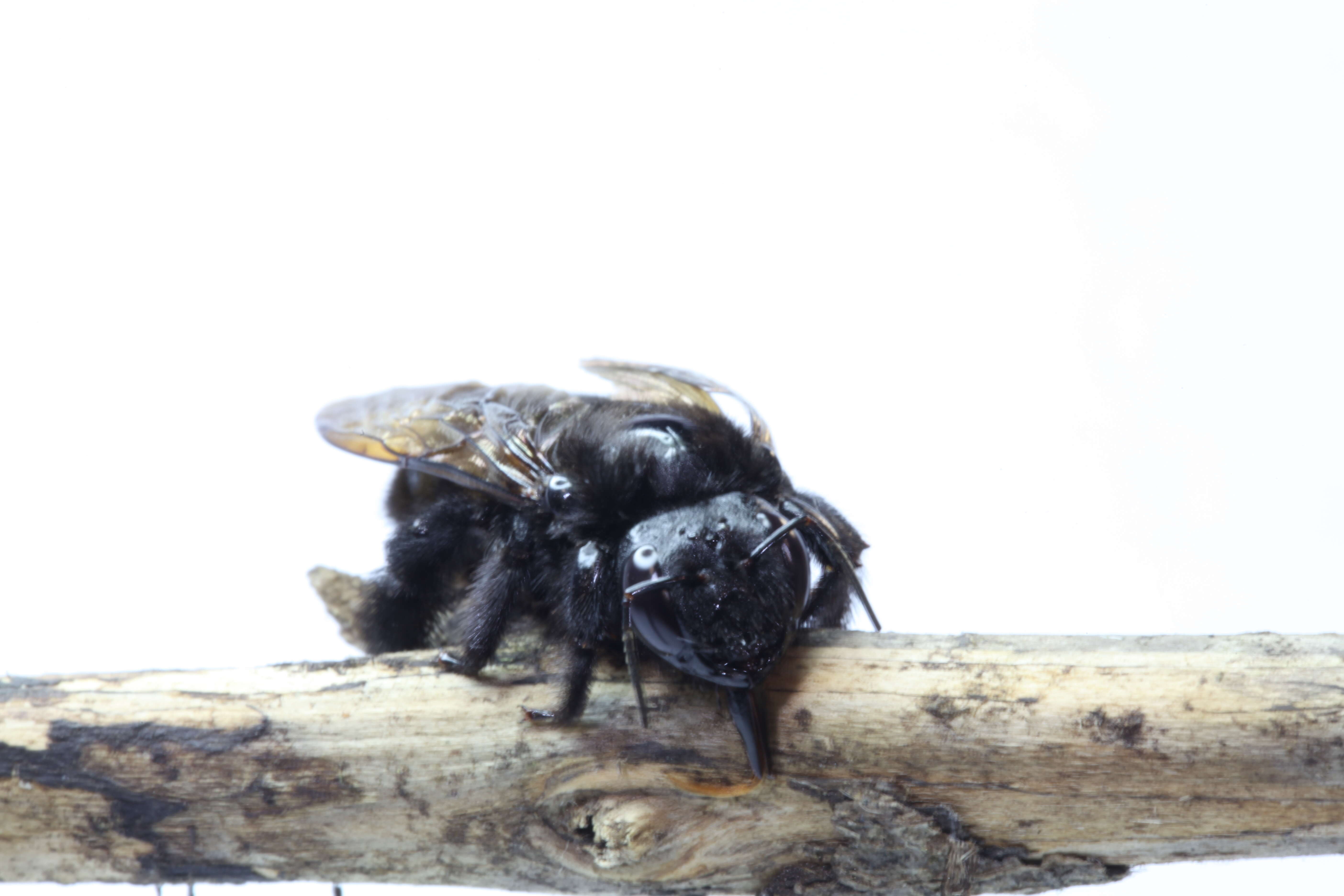 Image of carpenter bee