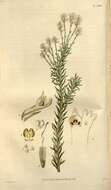 Image of Conospermum taxifolium C. F. Gaertner