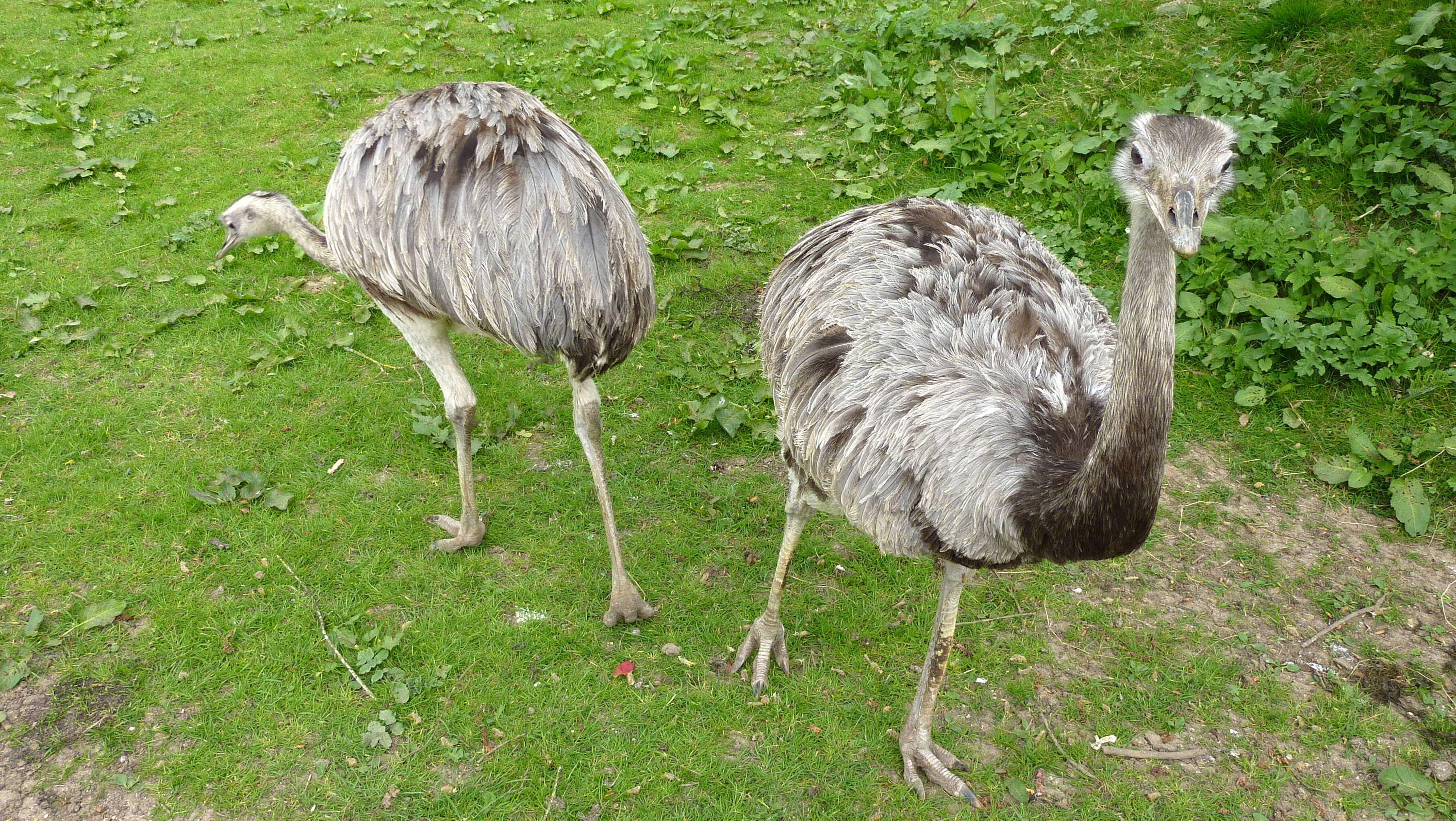 Image of Rheas