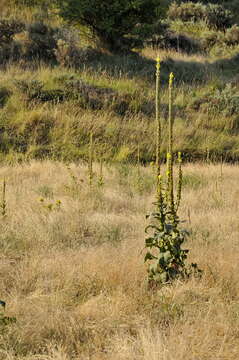 Image of Great Mullein