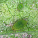 Image of Cotton aphid