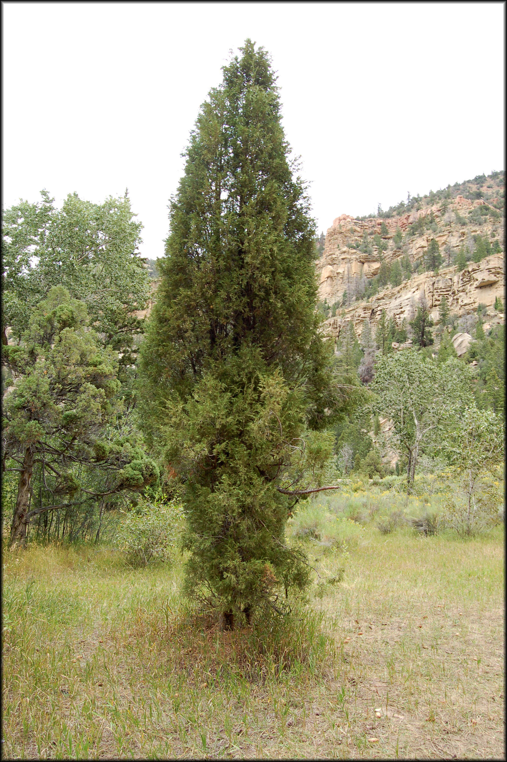 Image of Red-cedar