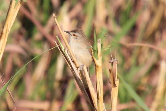 Image of Tawny-flanked Prinia