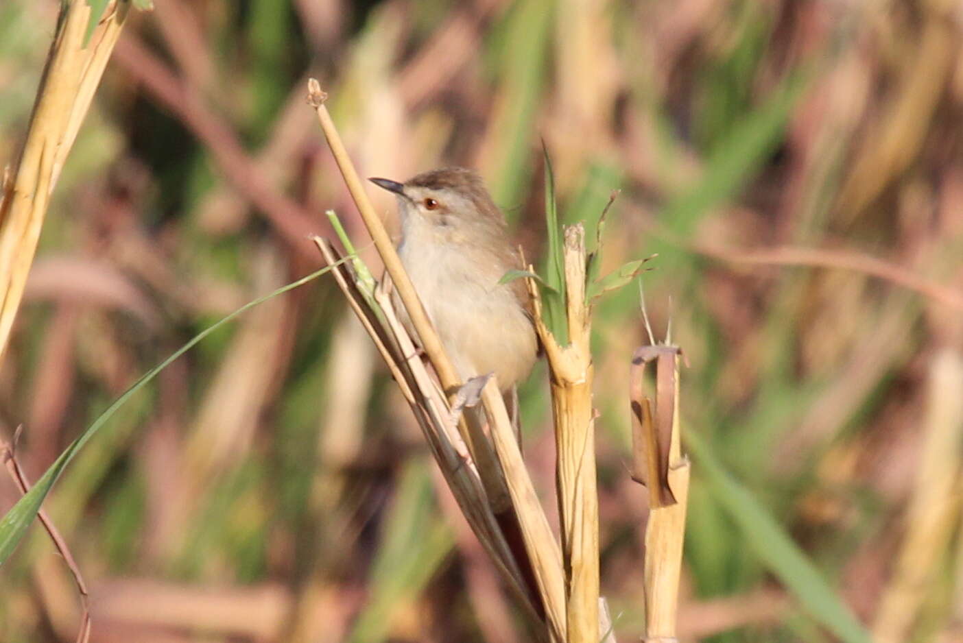 Image of Prinia Horsfield 1821