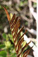 Image of giant leather fern