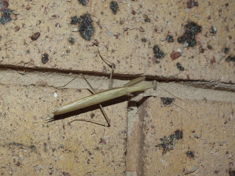 Image of praying mantises