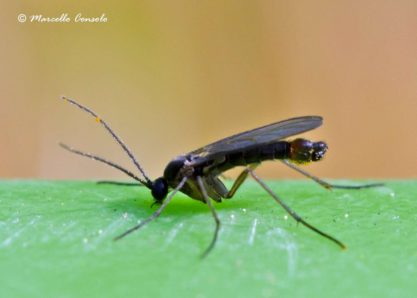 Image of dark-winged fungus gnats