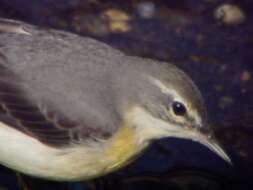 Image of Grey Wagtail